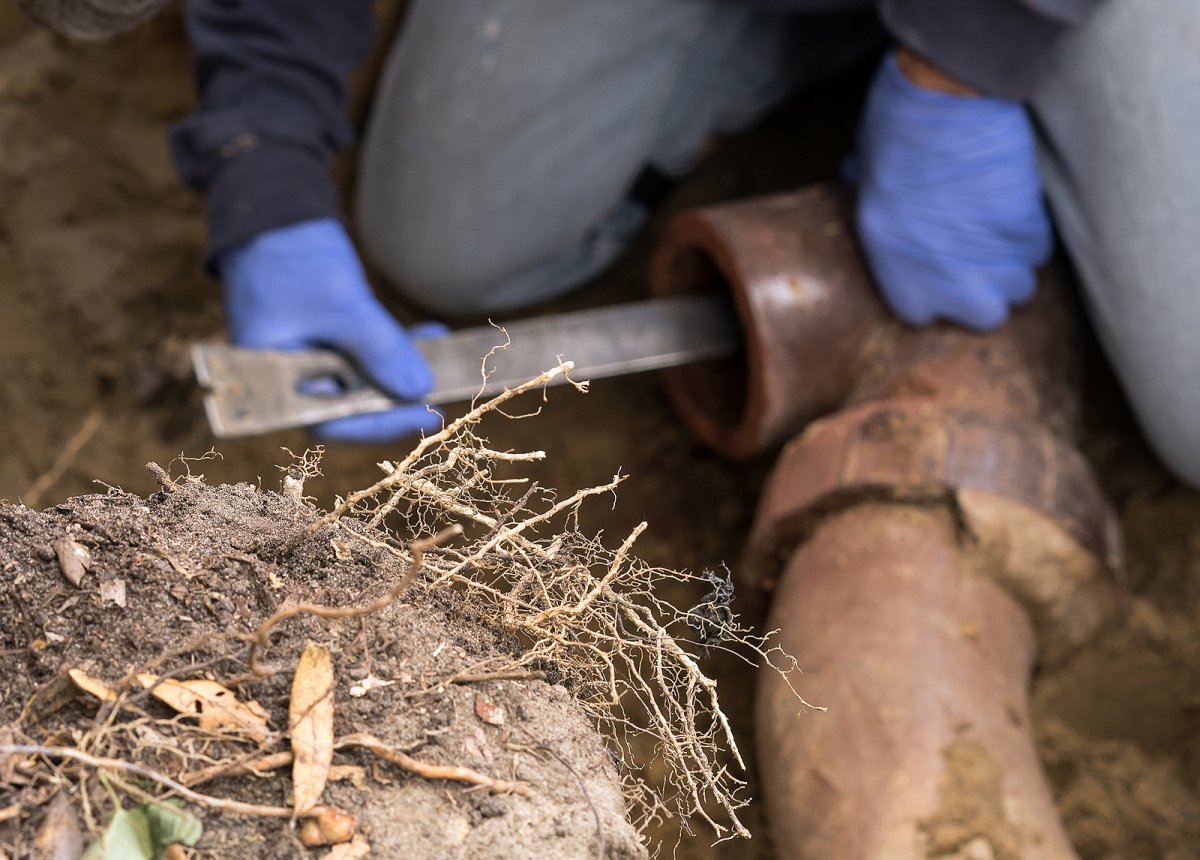 Tree roots invading a residential sewer line pipe under the yard of an older Binghamton NY home discovered during summer inspection
